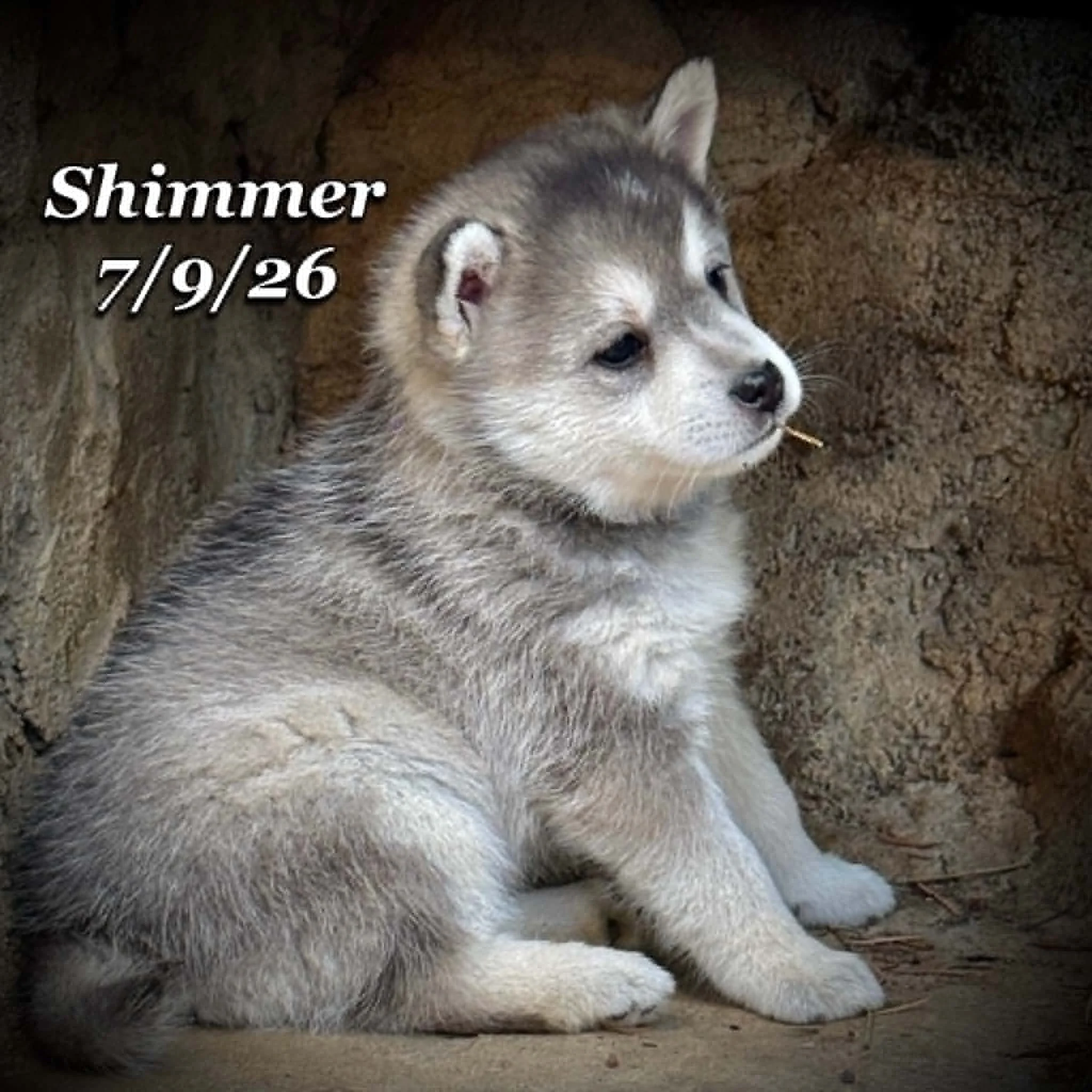 07-09 shimmer 1a9ef0c3-9c13-4cca-a844-dea046c3f8ba.jfif