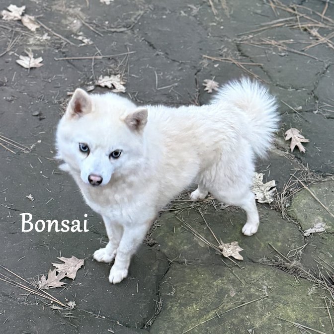 000 - bonsai c99b09f5-5d0e-45af-abef-c34355cb85c6.jpg