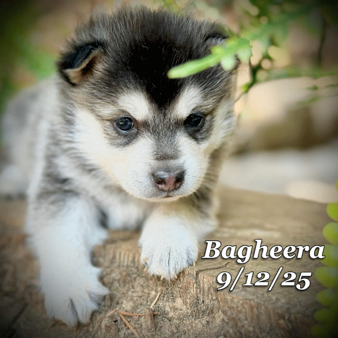 09-11 bagheera 7e2bfbc9-7736-49b5-b11e-9d8fed66125f.gif