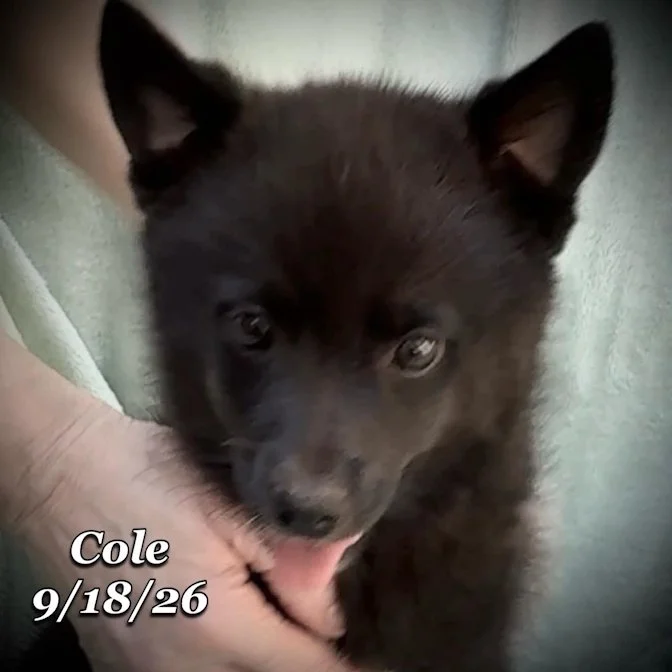 09-18 cole ac5c36d5-affe-4270-ba1e-f24d5ad1c75b.jpg