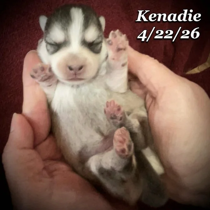 04-22 z kenadie f68b79b7-35c8-49f9-84d6-e3b3cf59a158.jfif