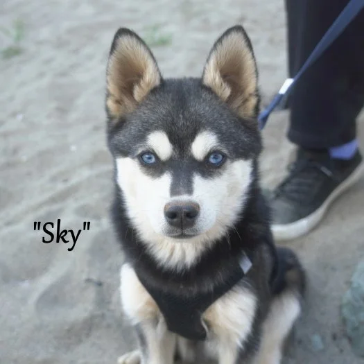 0-sky 01 full_y458vmGQ.jpg