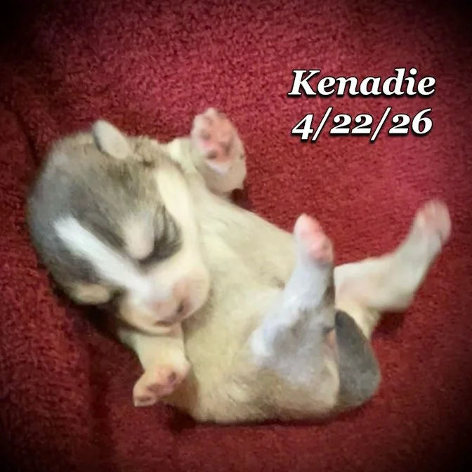 04-22 z kenadie de4c0f88-2ff4-414d-a1f6-c58536252e5c.jfif