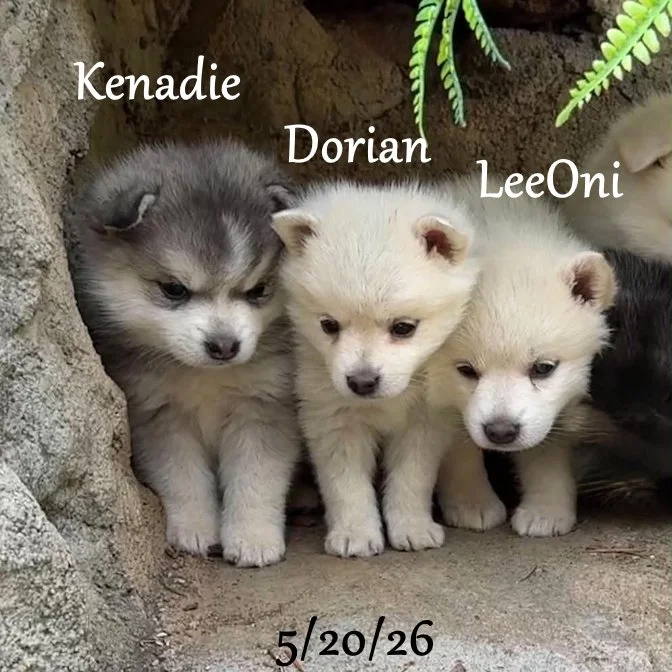 05-20 z dorian 73a47955-b23a-4475-954a-53460a5750a3.jfif