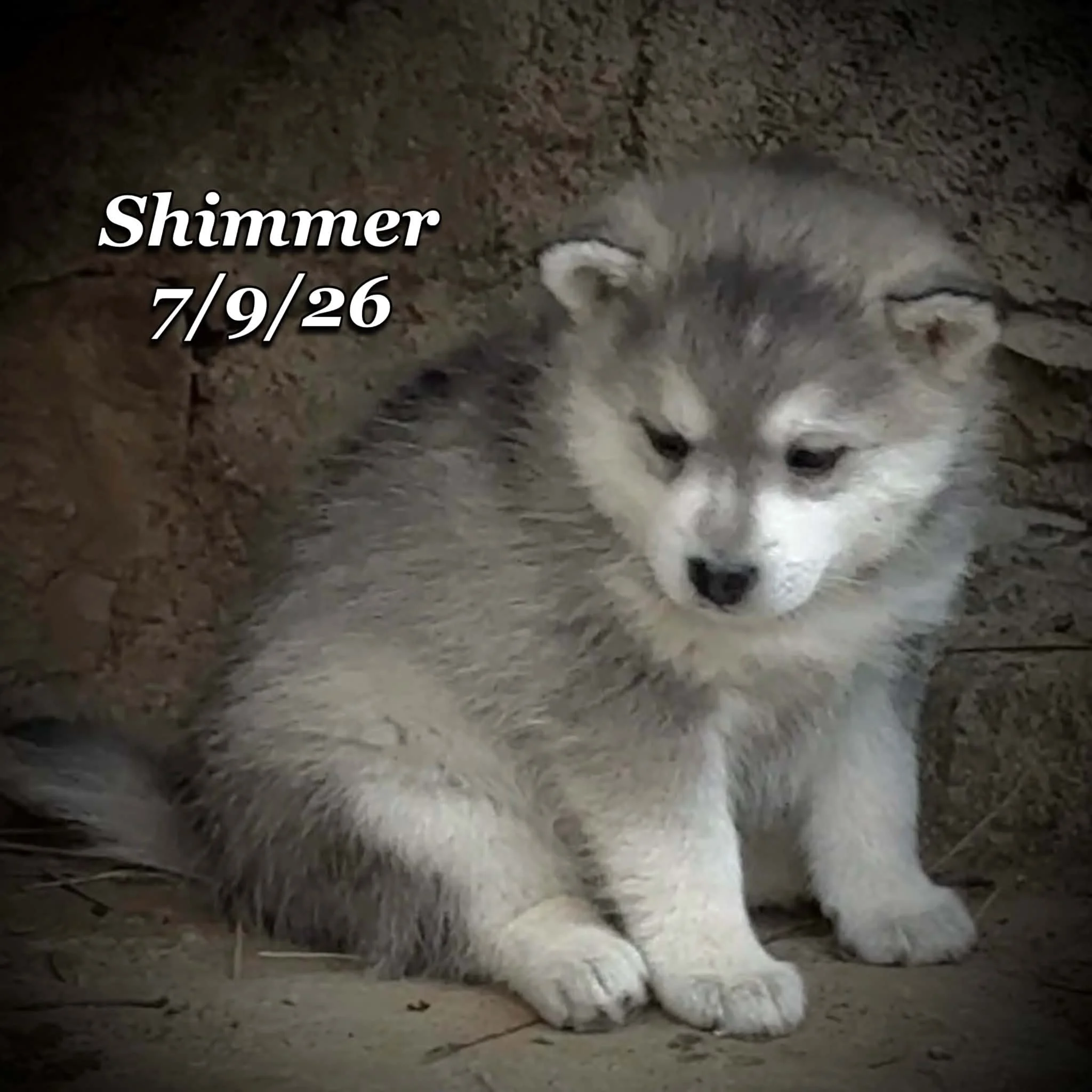 07-09 shimmer 3878aa97-1ba8-45d5-a370-4ca999439ac9.jfif