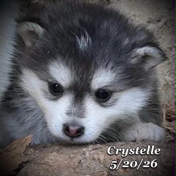 05-20 z crystelle 49470b8e-a375-4b6a-a6ae-e26dc426694b.jfif