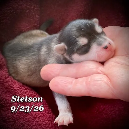 09-23 stetson 01.jpg
