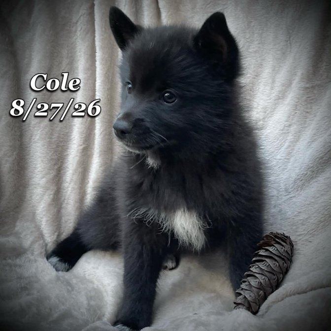 08-27 cole 854f3642-61bc-4bb7-ba1a-e49f88bdd704.jpg