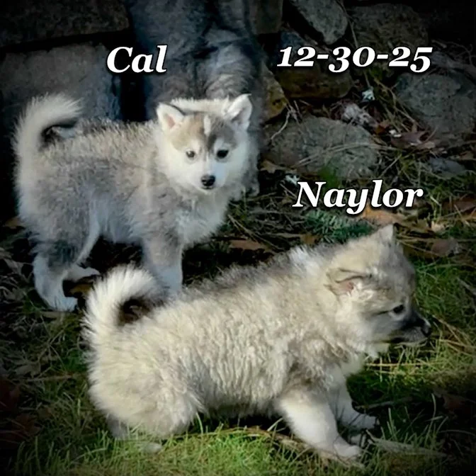 12-30 cal naylor a067f6c4-5383-41ac-99ee-842d75f99cef.jfif