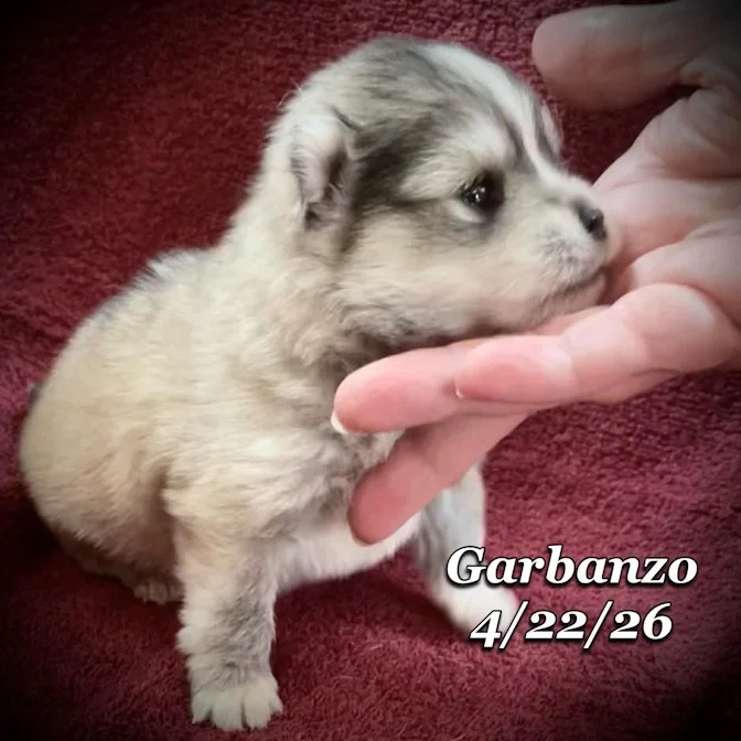 04-22 j garbanzo 7f2fdcda-17f7-4945-b849-2ce71c295f9f.jfif