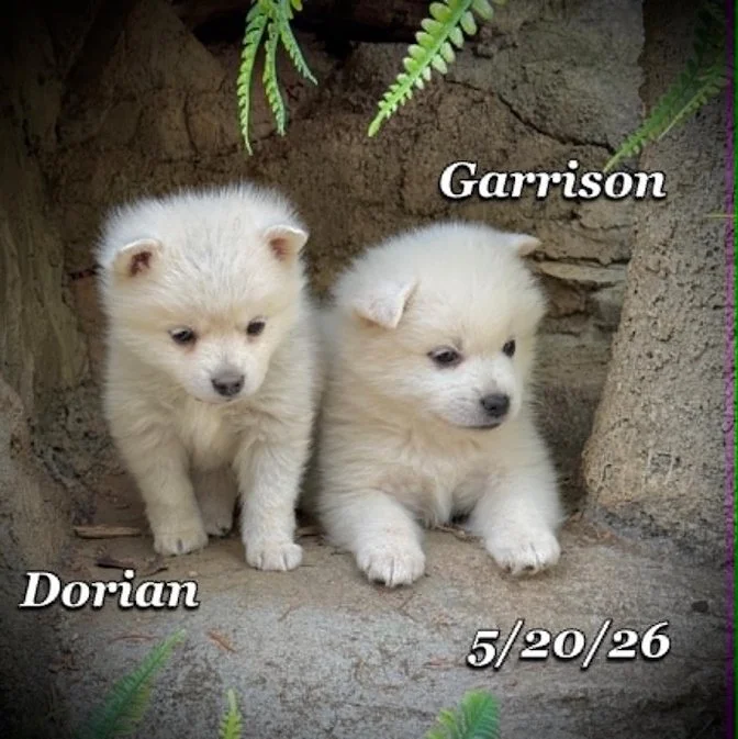 05-20 z dorian b255663d-ed0d-4eee-bccc-c3b3bca8e9c8.jfif