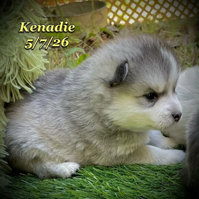 05-07 z kenadie 53c4005e-e761-470c-b9b4-dc39034e7e8d.jfif