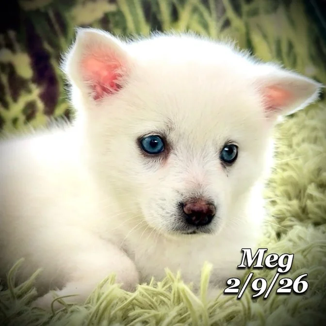 02-09 s meg 7b1529a3-6e8a-4665-90a5-cf0ff2ec2590.jfif