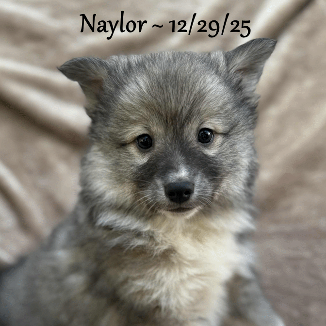 12-29 naylor 4aeb5f82-dd19-4f87-9ed3-bd8909afd990.gif