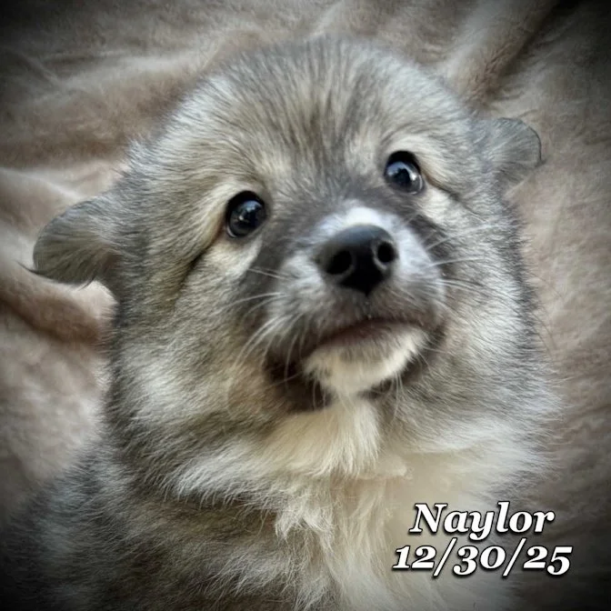 12-30 naylor 779c49d2-c9ba-43f8-b5f8-29b21116501d.jfif