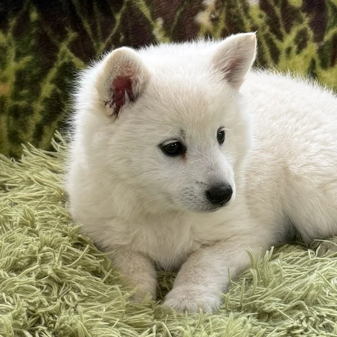 02-09 true 66037391-d541-45cb-a6e8-62e5940d85a9.jfif