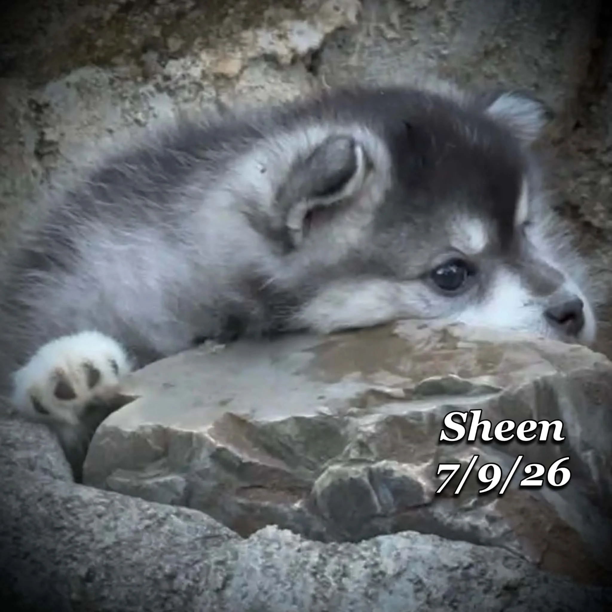 07-09 sheen 66ed78f6-9f3e-4869-a160-968f0b12431c.jfif