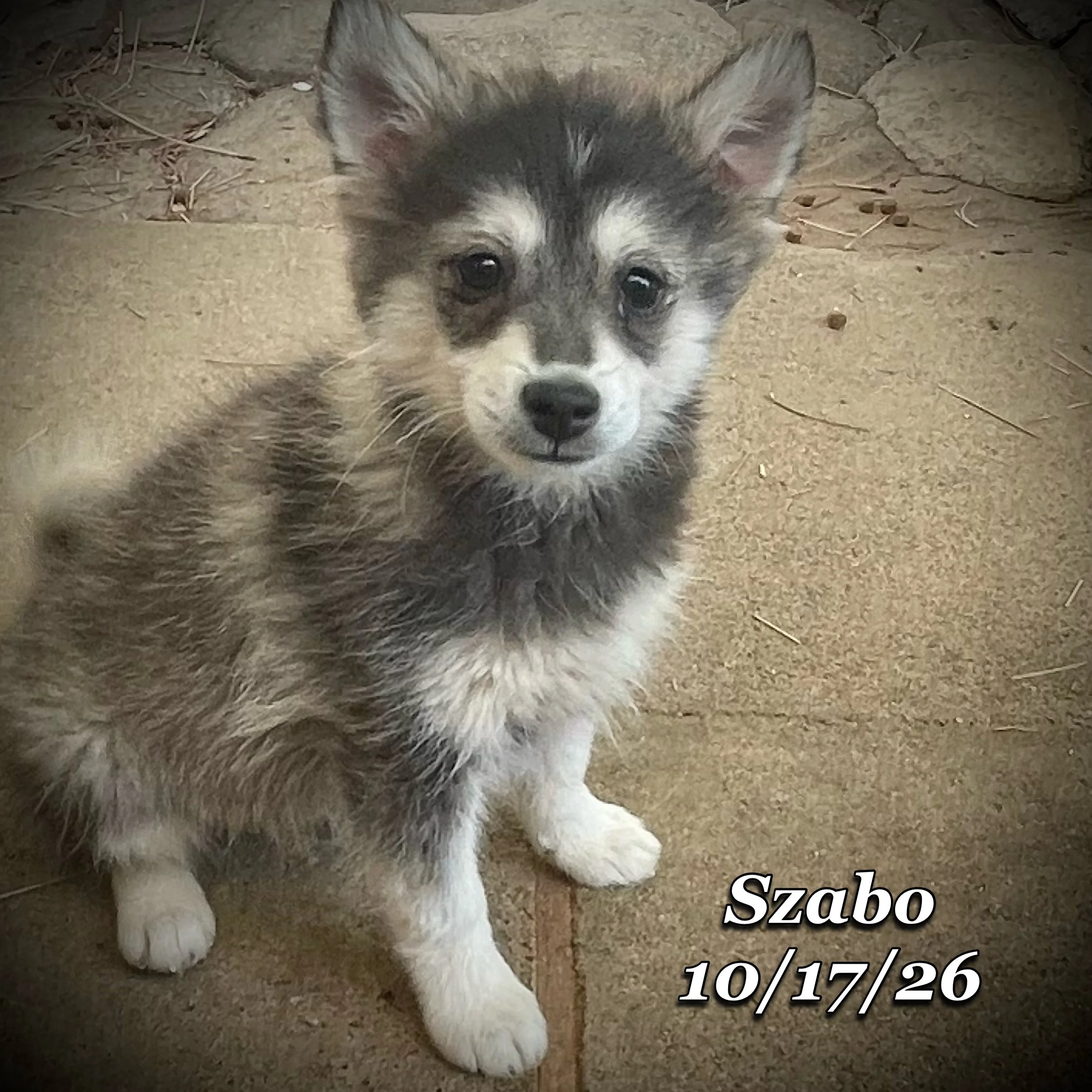 10-17 szabo 02.JPG