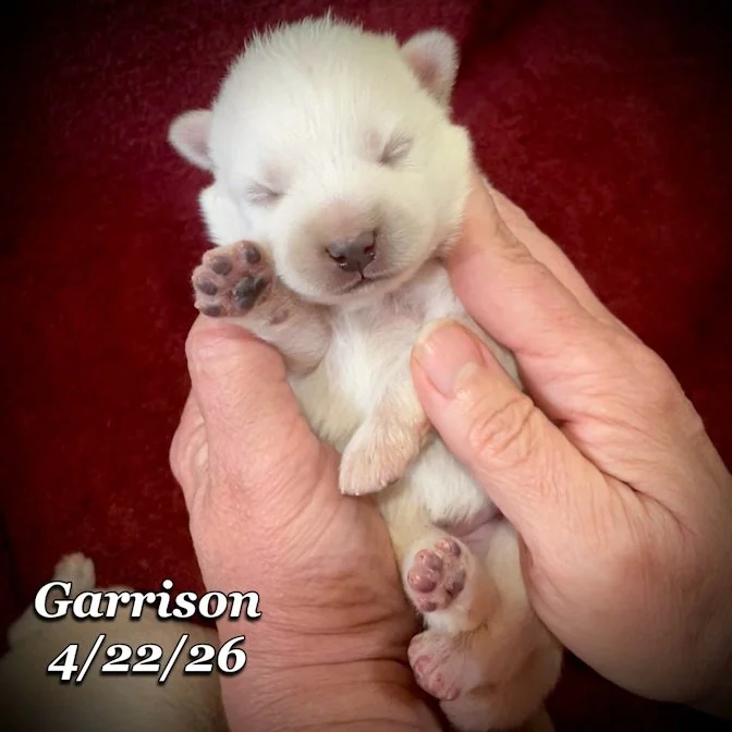 04-22 z garrison 90498a4e-0276-4f61-a178-dbf7650d6050.jfif