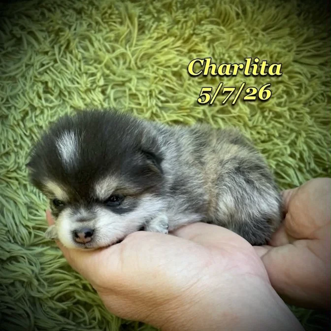 05-07 z charlita 375ecc1d-549f-44a5-bc9f-85763b2b643f.jfif