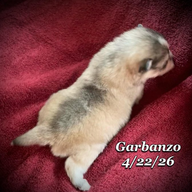 04-22 j garbanzo 2f03506b-e458-41ba-bc98-bb4aacf7f338.jfif