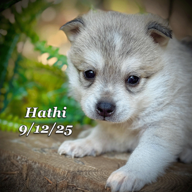 09-11 hathi 9a8e9f54-1c06-406a-96ef-6976af9d96b7.gif