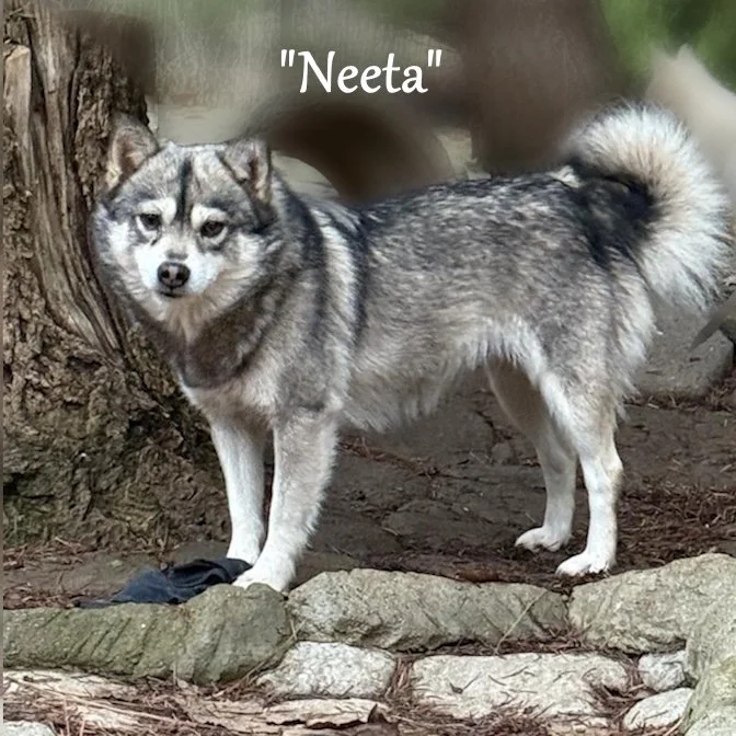 00- neeta 12-03-24 neeta 462577136_8521222928004551_8750957910843814895_n.jpg