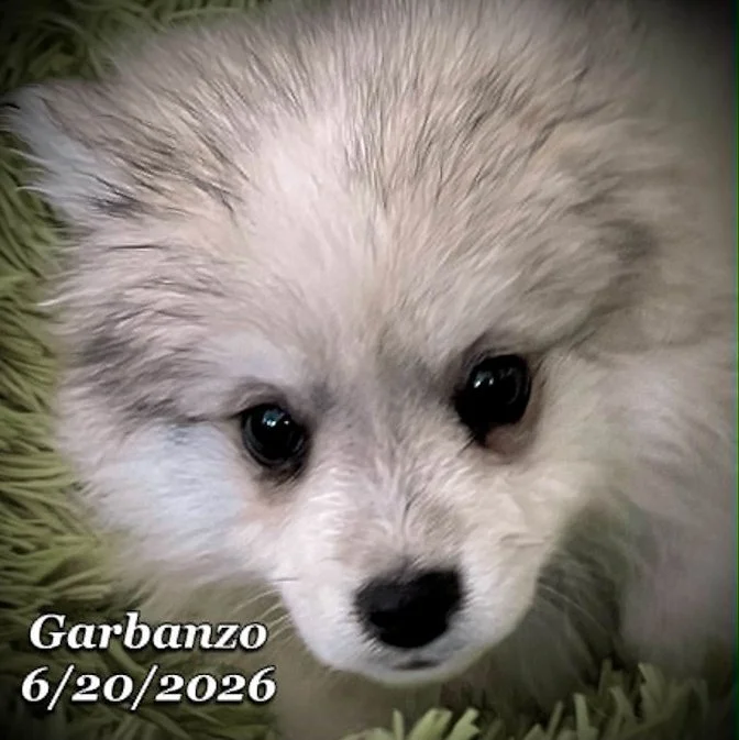 06-20 j garbanzo 8d2aaf5e-d4a1-416b-8926-5a34dad8ef36.jpg