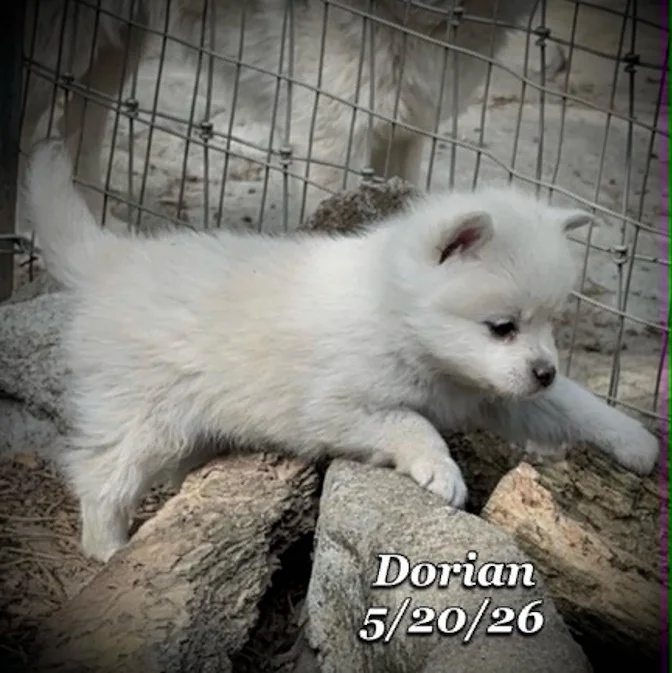 05-20 z dorian 5b012cfb-0c12-4239-9338-e5ed03ef3dc6.jfif