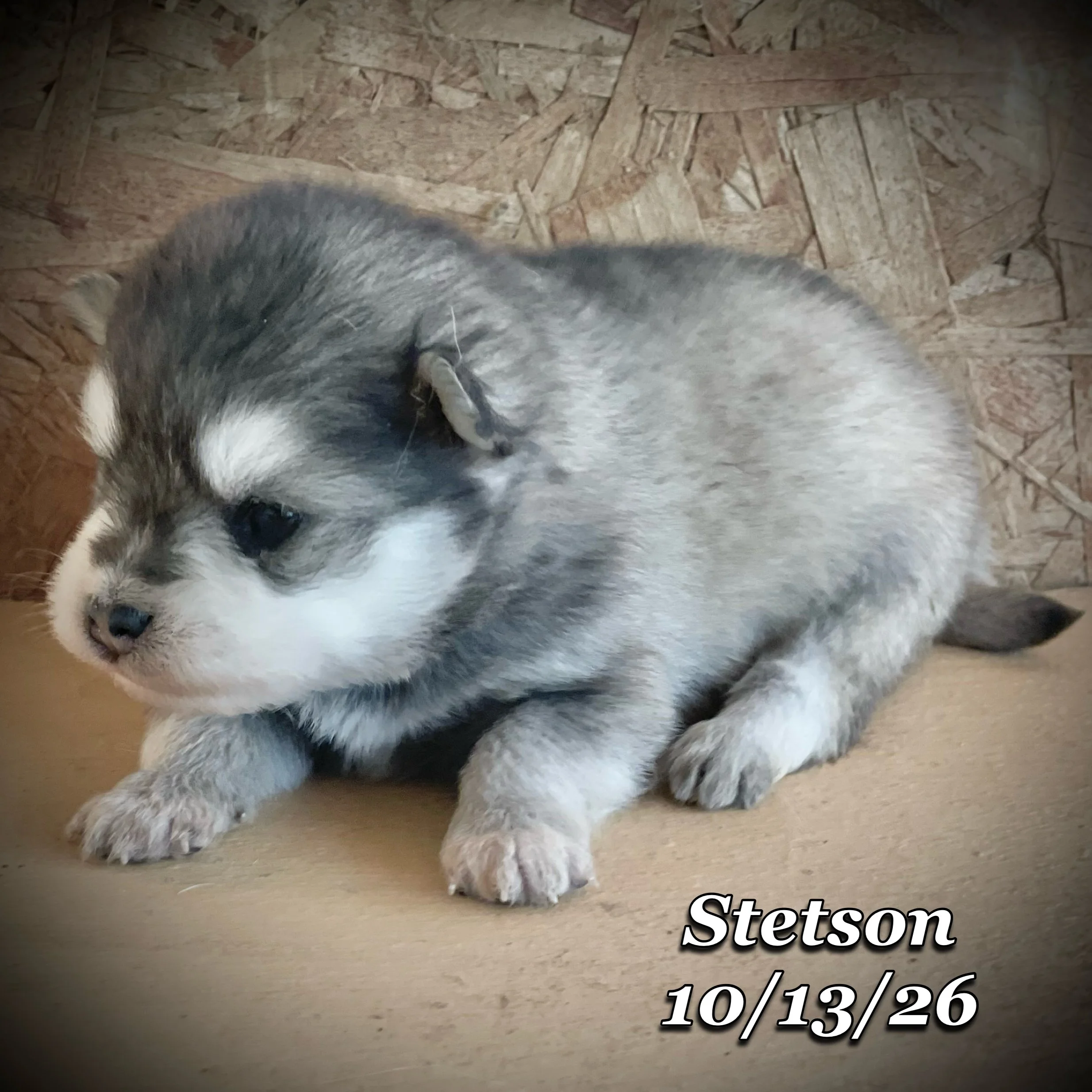10-13 jd stetson phonto 14.JPG