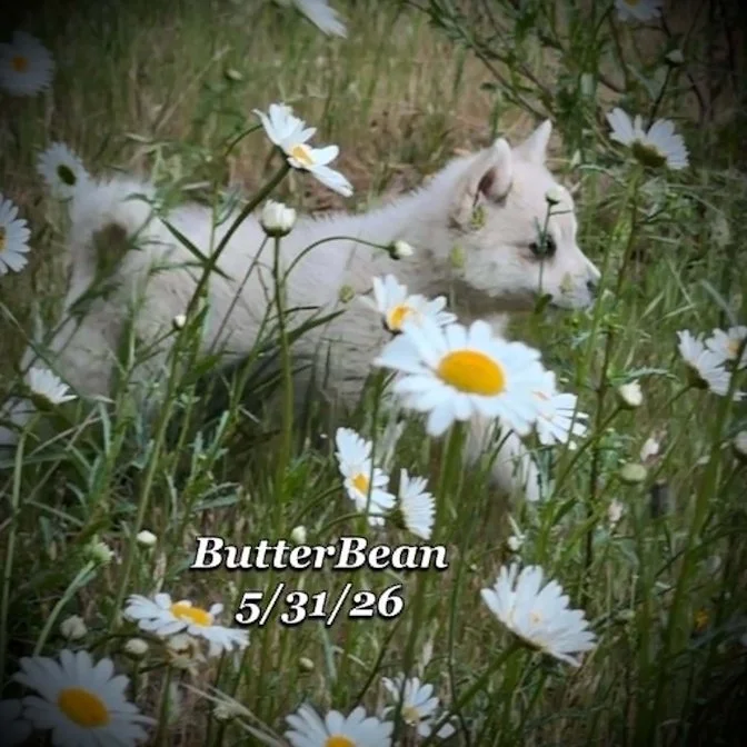 05-31 j butter c5cb1b27-8a86-43b3-a8d7-89331d51b561.jpg