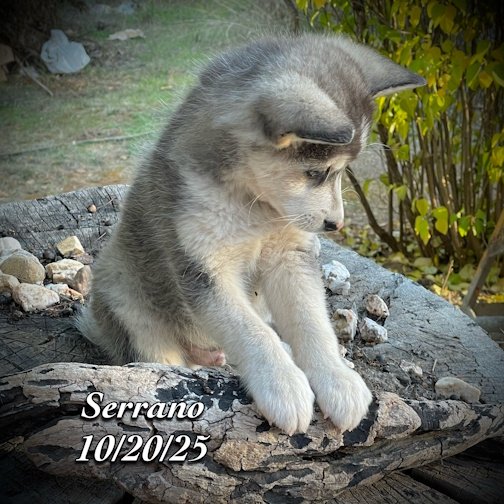 10-20 z serrano phonto 93.JPG