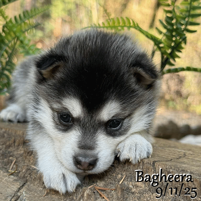 09-11 bagheera 005bc0e9-8163-4738-a039-81a87fdaea91.gif