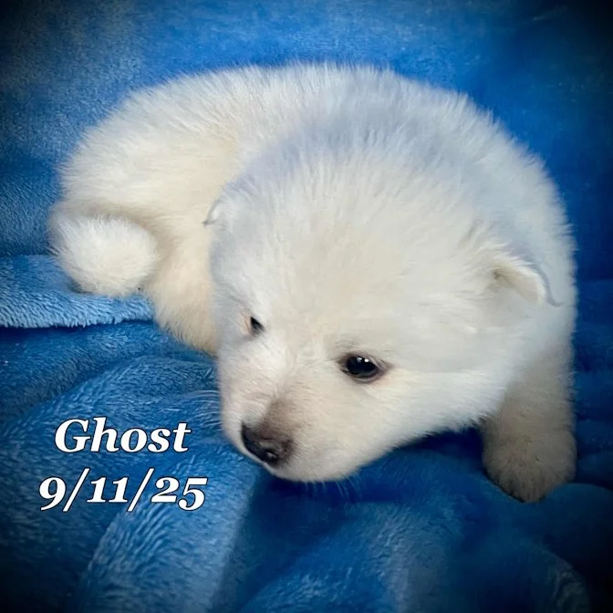 09-11 ghost 80ccc872-50e5-489f-86b2-2311604db3f7.jpg