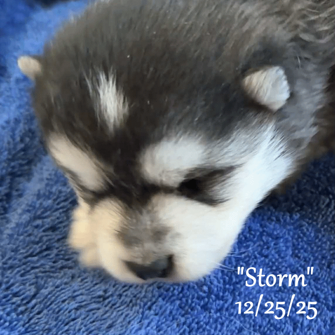 12-25 a storm cf1e6d20-dc87-45d8-b498-4cd77163ebff.gif