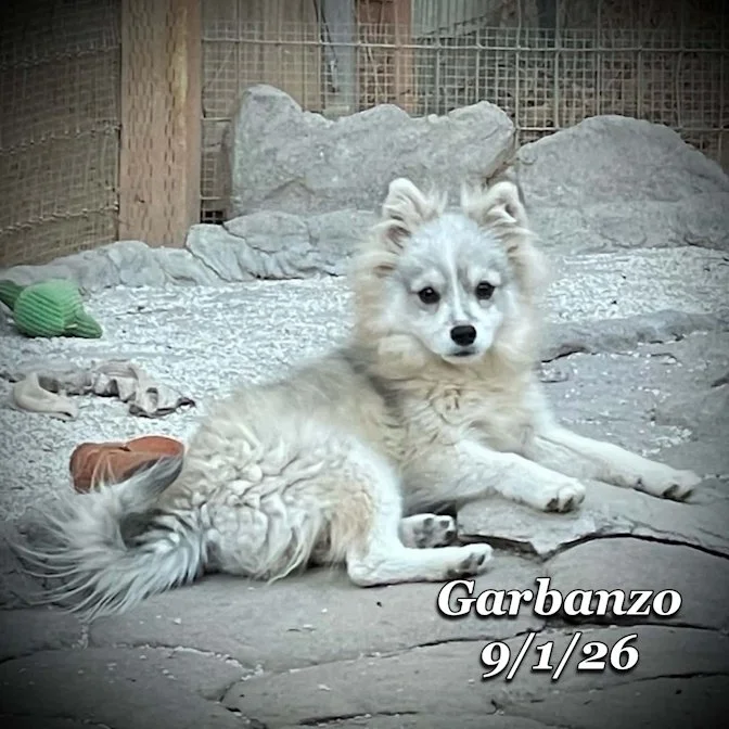 09-01 garbanzo 5fd7ec57-af6b-42ed-97ee-3e60825376b5.jpg
