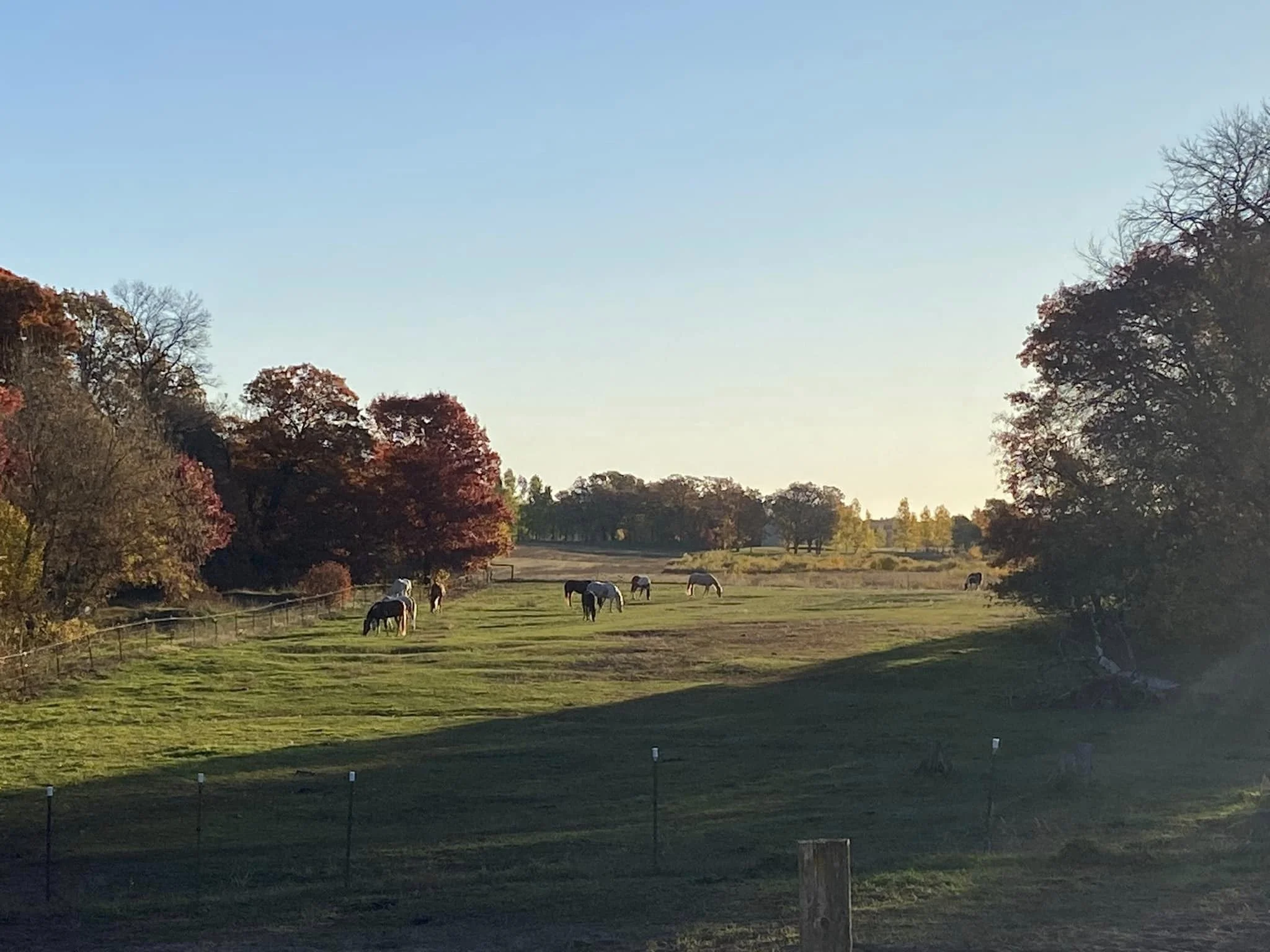 grazing.jpg