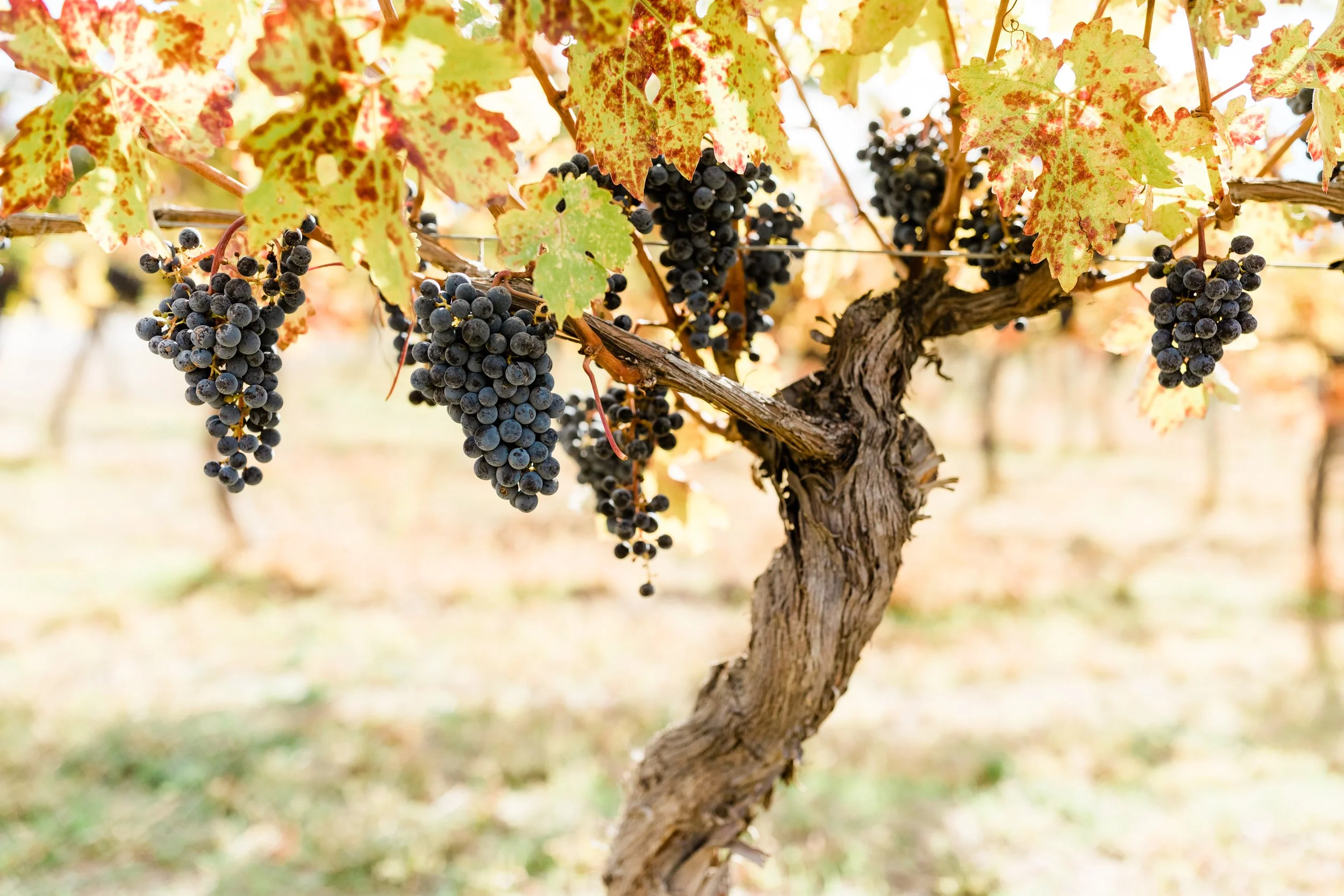 Cabernet Franc in BC: The Cool-Climate Red Taking Centre Stage