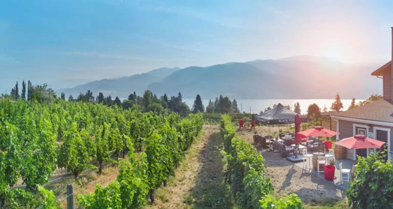 Black Market Wine Company