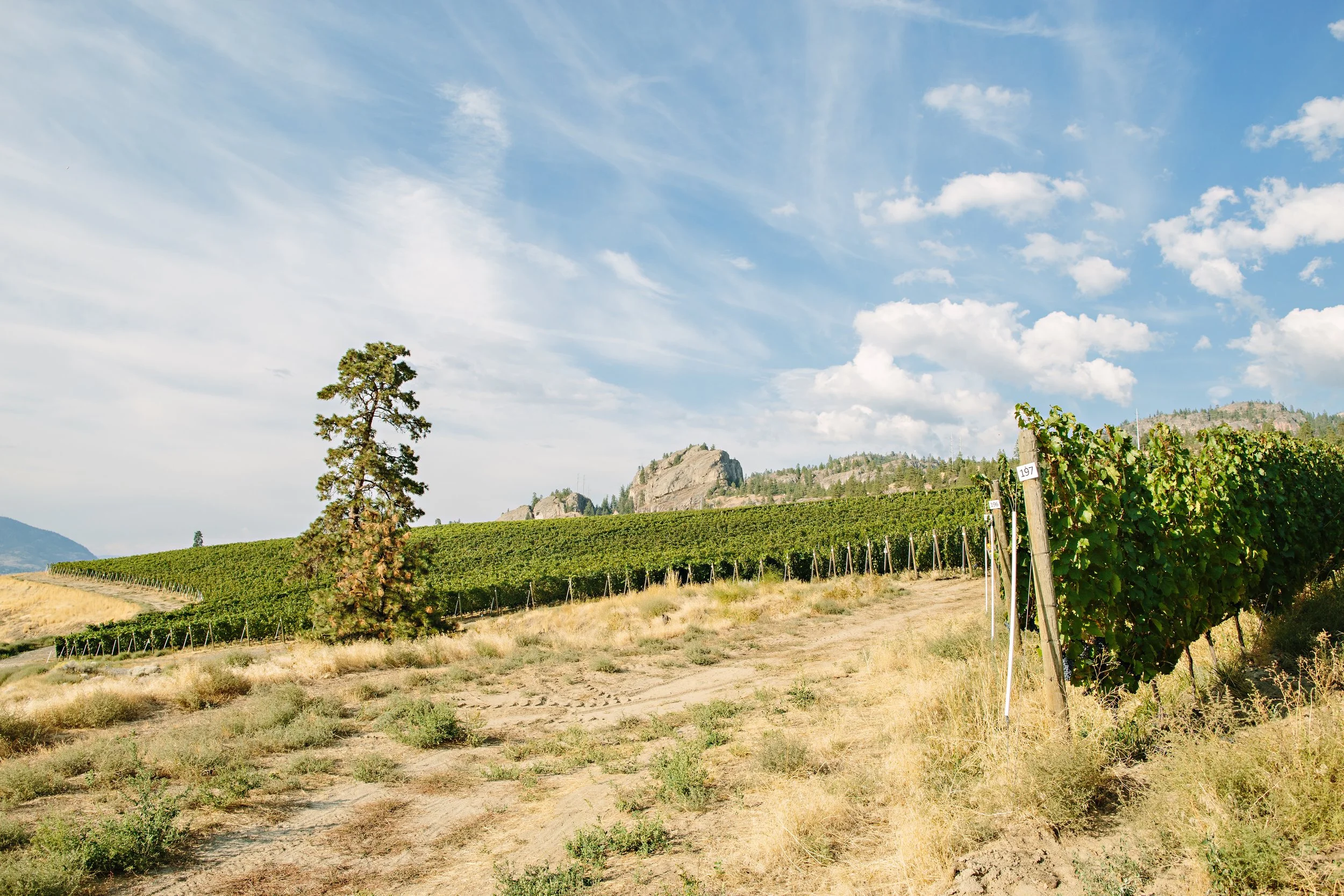 Celebrating Riesling: One of British Columbia’s Most Expressive Wines