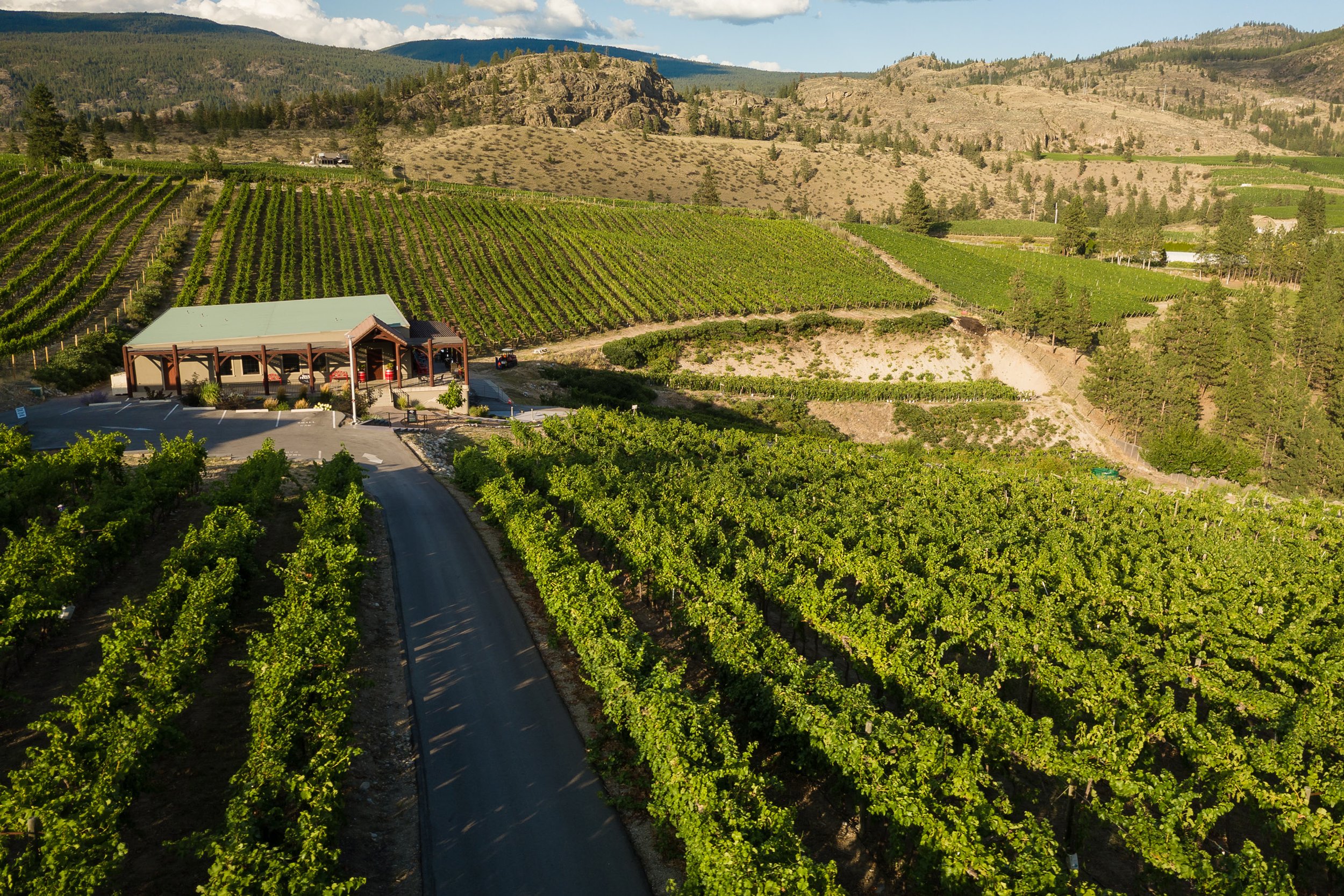 Vineyard Tour2 (1).jpg