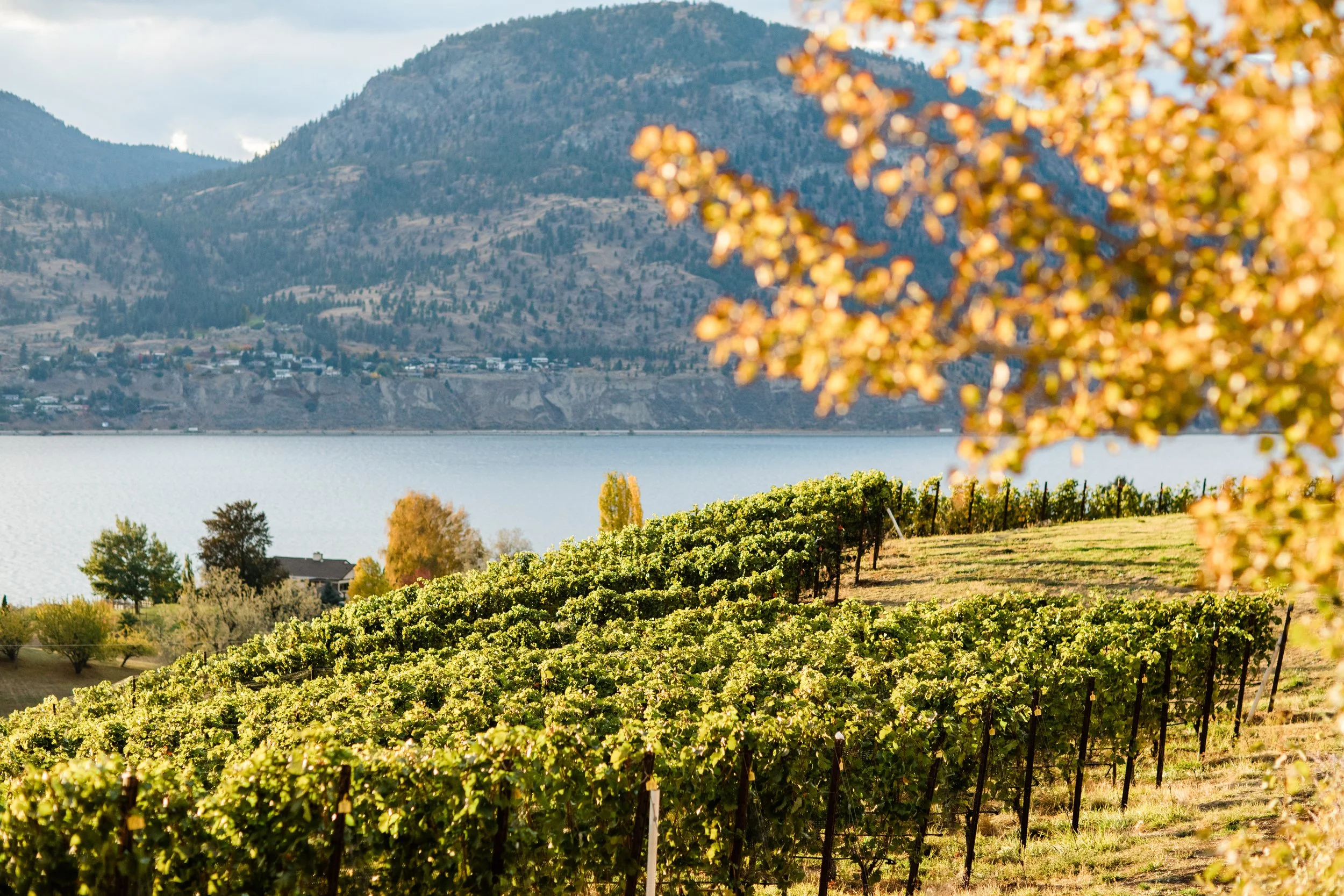 Celebrate Chardonnay Day with British Columbia Wines