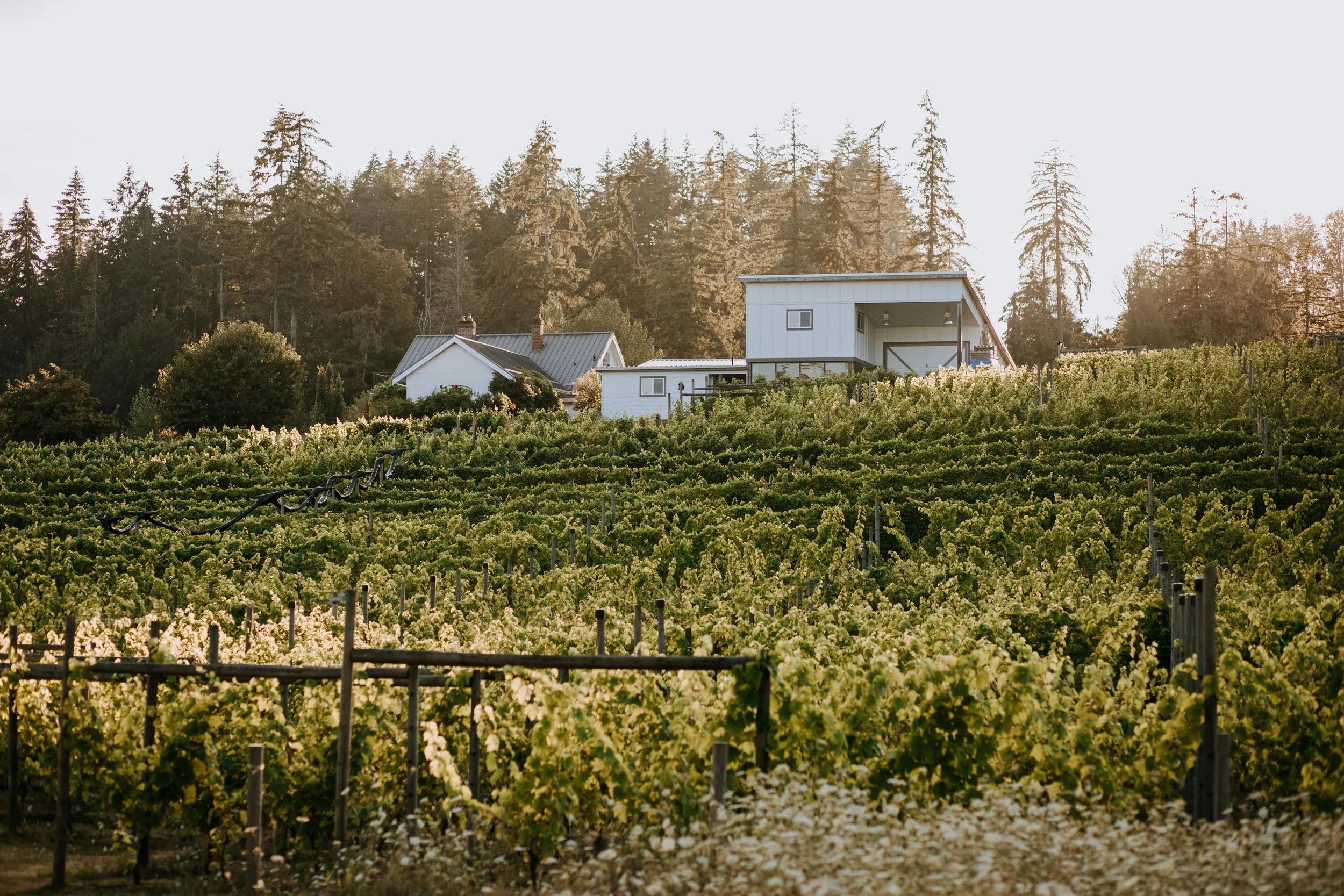 Discover Vancouver Island Wineries with the BC Wine Passport