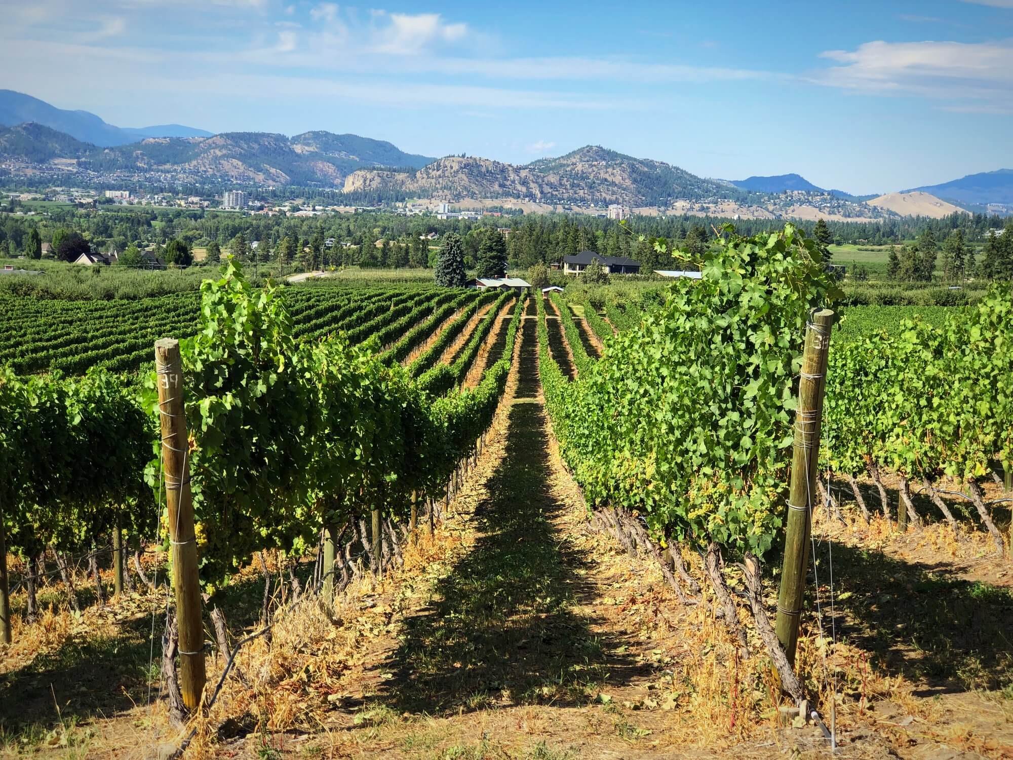 Discover BC Pinotage: A Bold Red Worth Exploring