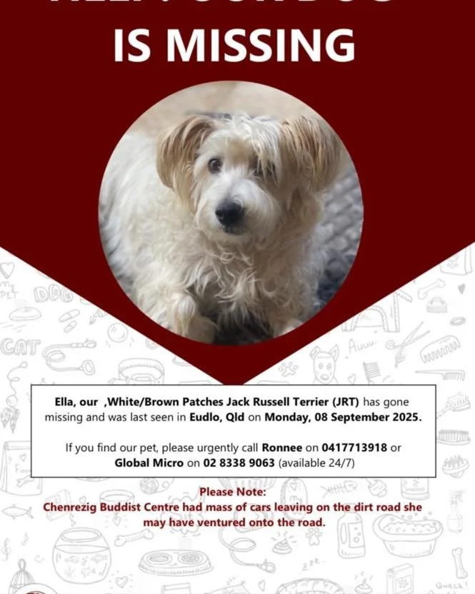 A close neighbour (Ronnie) along Brooks Road towards Mooloolah is asking for help in finding a dear pet gone missing between 4-6pm on Monday.
She said a lot of cars were going along the road around that time which was most probably Chenrezig student