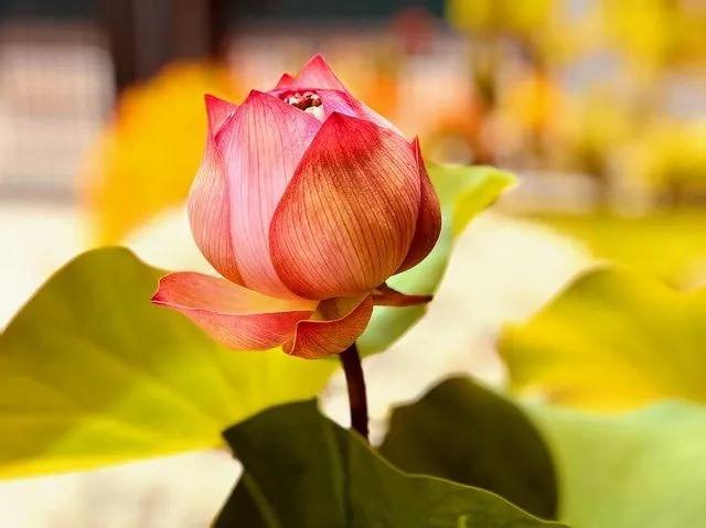 🙏 Warm welcome to join us for a special retreat weekend with Geshe Tsultrim

🌿 Life, Death, and the Wisdom of Impermanence 

✨ 20&ndash;21 June 2026; In person and online

"From the moment we were born, we&rsquo;ve been destined for death.&quo