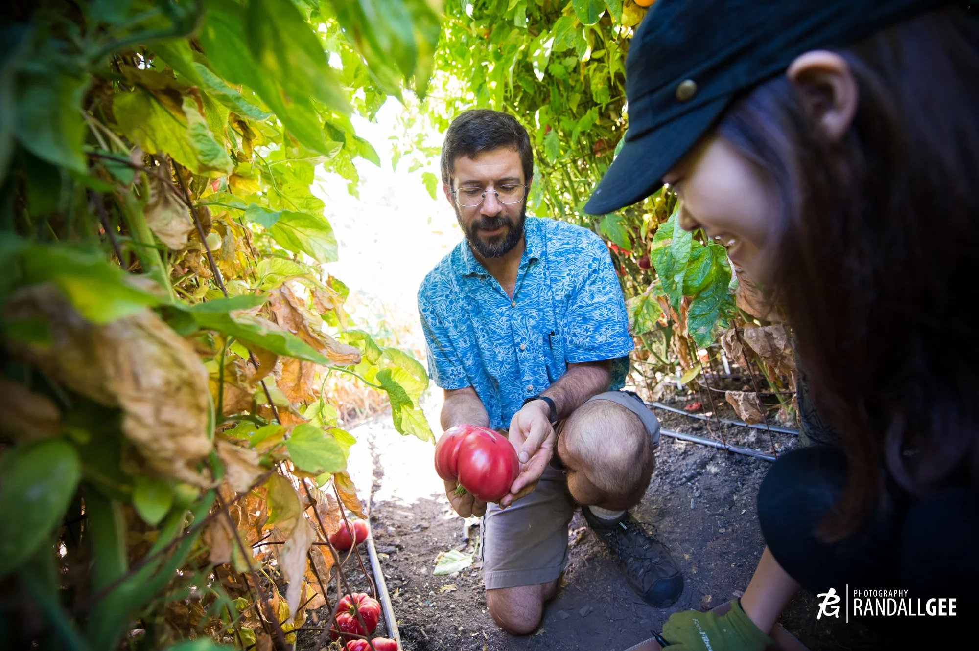Robb Garden Tomato Pick 25.jpg
