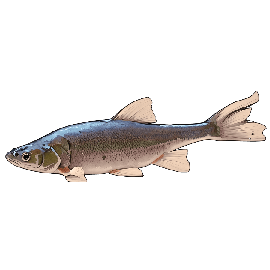 Roundtail Chub - Sticker (1).png