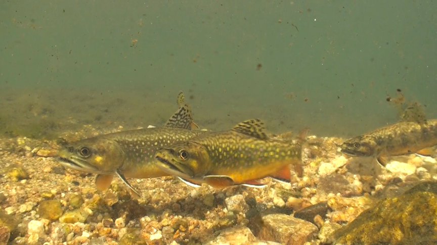7.BrookTrout.png