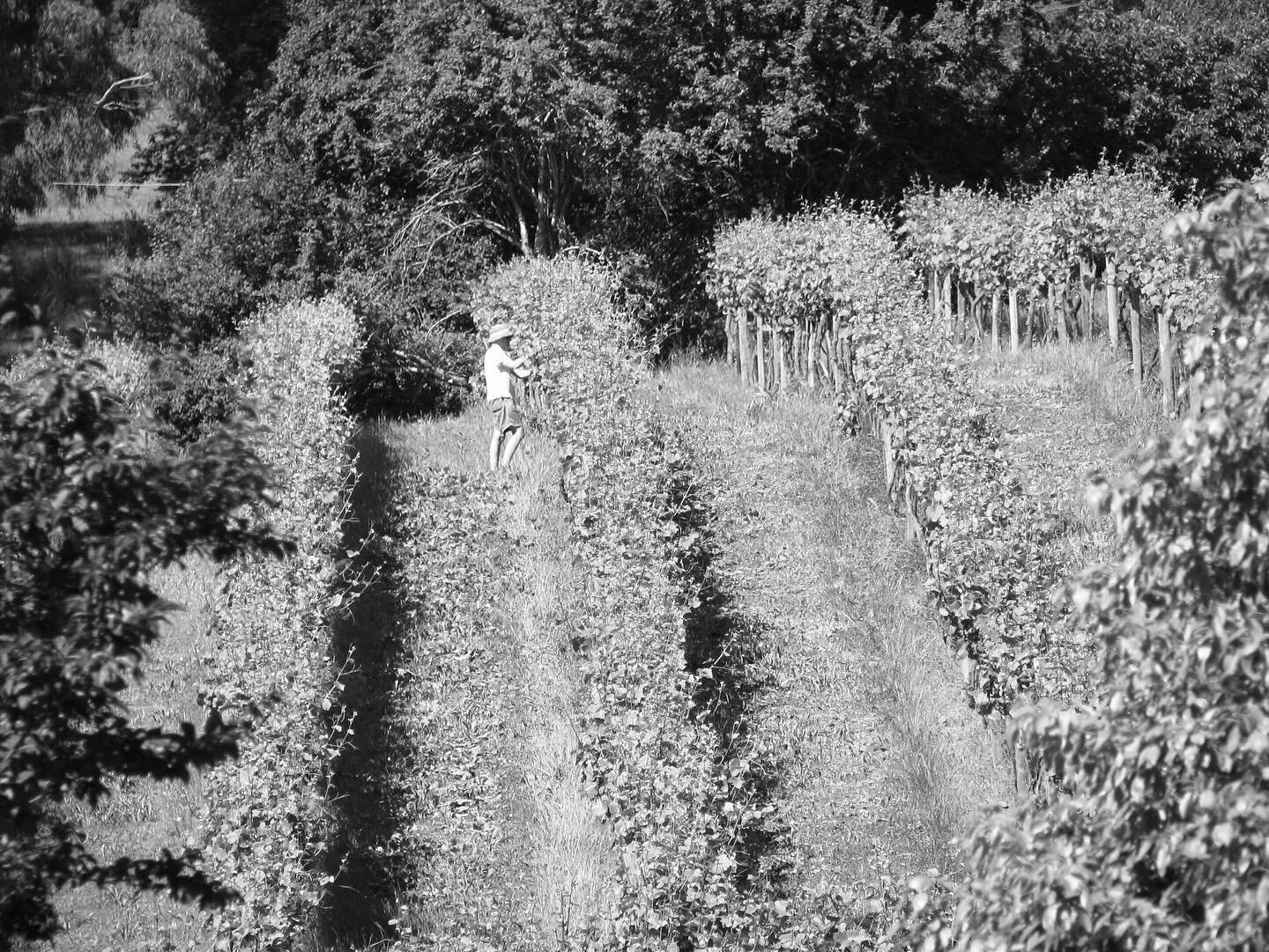 Cool climate g&oslash;&oslash;dness &hellip; 5 hectares of 30+ year old Cabernet &amp; Pinot vines, hidden away at Ironbank in the Adelaide Hills